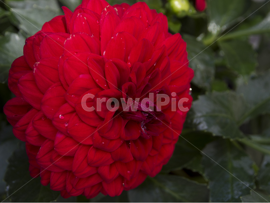 꽃,꽃잎,화단,빨강,flower,식물,자연,plants,nature,꽃,flower
