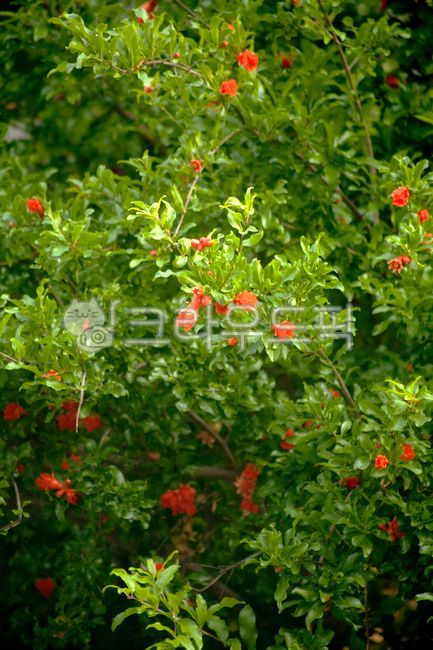 여름,석류나무,석류꽃,빨강,초록,색채대비