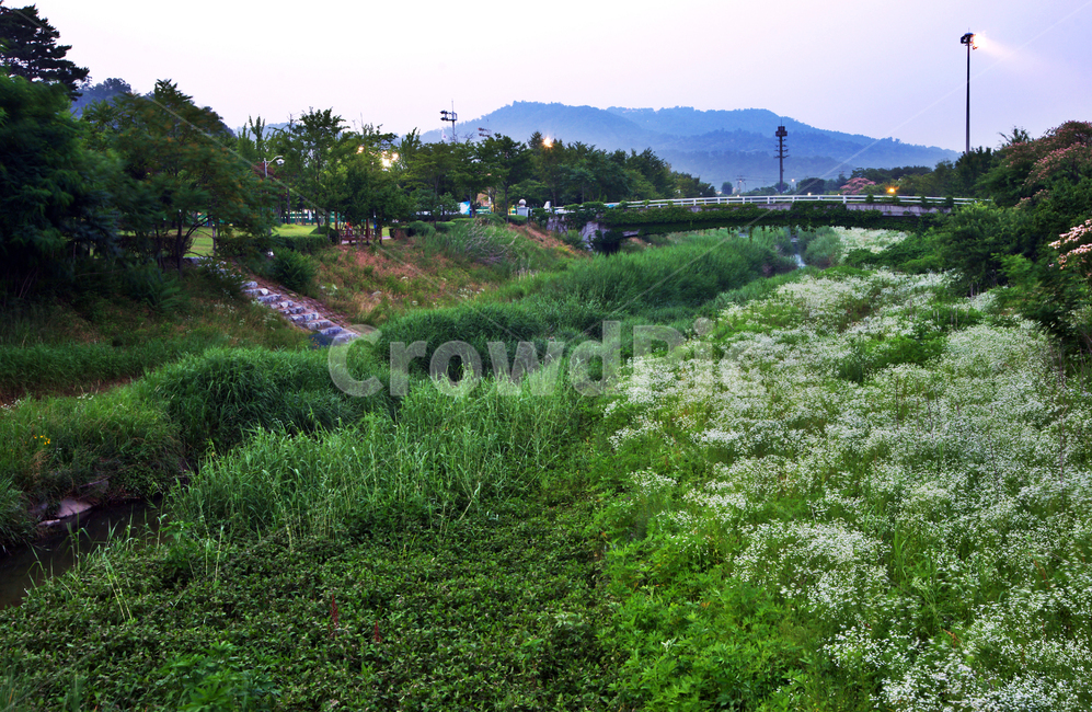 양재천,과천,과천성당,꽃,자연,풀,야생화,수풀,숲,자연,풍경,nature,landscape,field,들,grassland,목초지,outdoors,옥외,farm,농장,rural,농촌,meadow