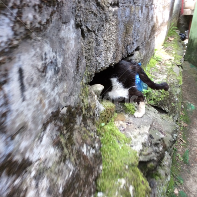 고양이,길고양이,길냥이,캣맘,턱시도냥이,동물,길친,캣대디,개구멍,동물,animal,포유류,mammal,고양이,cat,kitten,kitty
