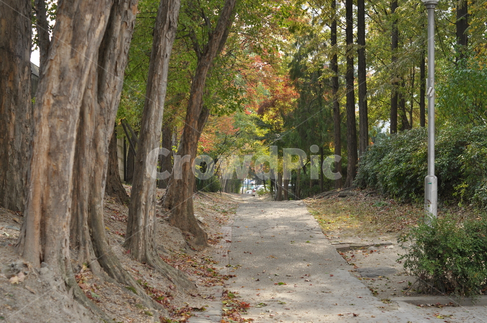가을,나무,가을풍경,풍경,단풍,낙엽,가을,계절,fall,autumn,season,자연,풍경,nature,landscape,tree,plant,식물,tree trunk,나무 줄기