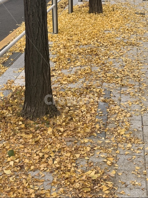 ground,바닥,plant,식물,tree,나무,treetrunk,나무줄기,은행잎,은행나무,ginkgo,ginkgoleaf,가을,fall,autumn