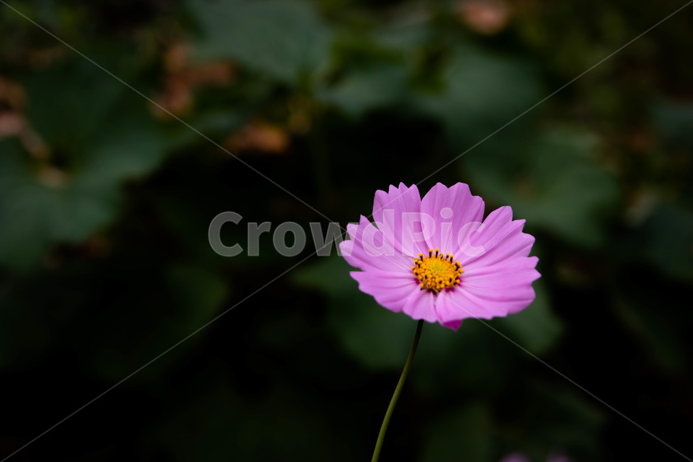 꽃,풍경,자연,여행,출사,식물,자연,plants,nature,꽃,flower