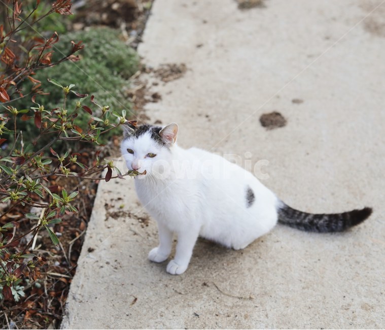 고양이,야옹이,동물,cat,시골냥,동물,animal,포유류,mammal,고양이,cat,kitten,kitty