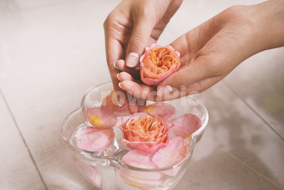 꽃잎,flower,손,petal,장미,꽃,flower