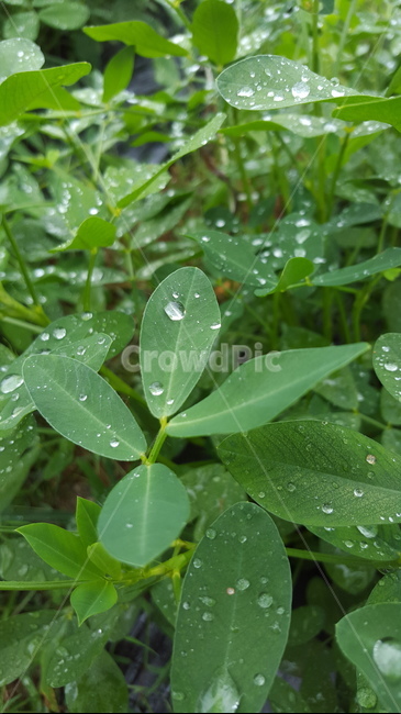 식물,이슬,물방울,잎사귀,초록,식물,자연,plants,nature