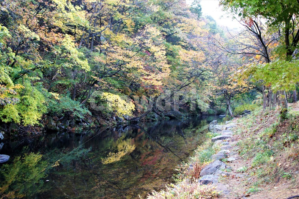 가을,단풍,낙엽,나무,풍경,계절,식물,숲속,단풍잎,단풍나무,초록색,노란색,붉은색,season,autumn,nature,fall,trees,green,red,yellow,자연풍경,감성,계곡물,그림자,가을,계절,fall,autumn,season,자연,풍경,nature,landscape,water,물,outdoors,옥외