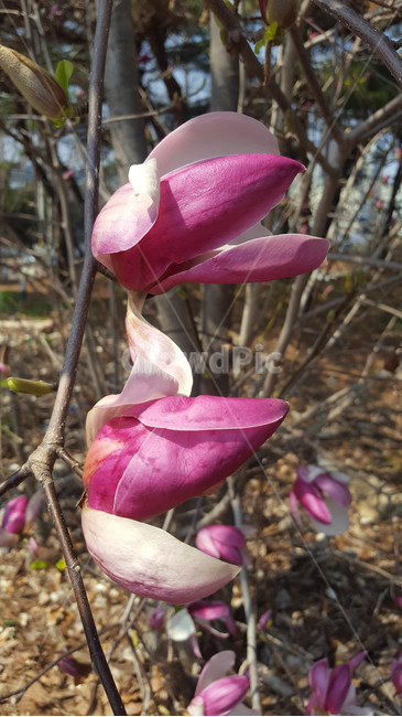 꽃,식물,근접,봄,flower