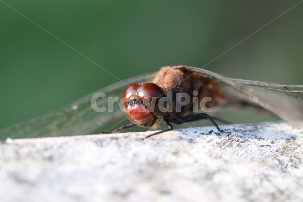 잠자리,접사,곤충,잠자리접사,잠자리확대,곤충확대,클로즈업,dragonfly,곤충접사,잠자리눈,잠자리날개,곤충날개,곤충눈,곤충,벌레,insect,bug