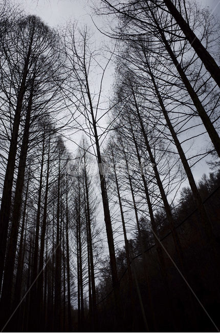 tree,나무,plant,식물,silhouette,실루엣,나뭇가지,branch