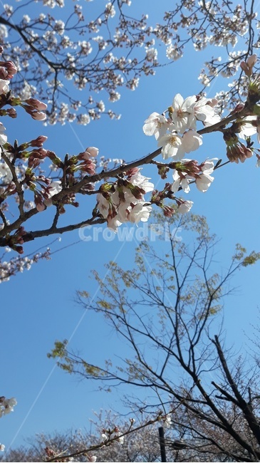 꽃,봄,새싹,만개,화사