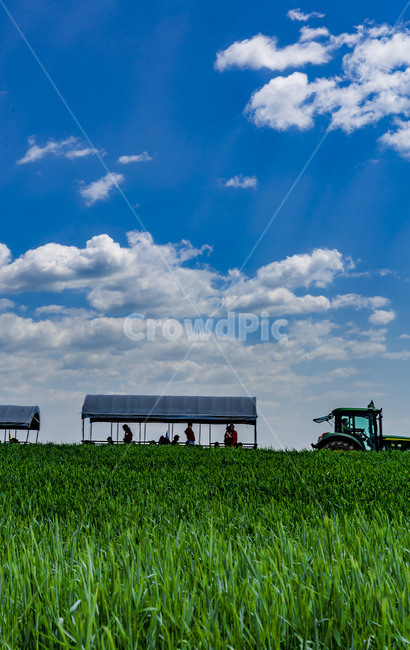 안성팜랜드,랜드마크,관광지,초원,청보리,구름,하늘,자연,풍경,nature,landscape,outdoors,옥외,rural,농촌,field,들