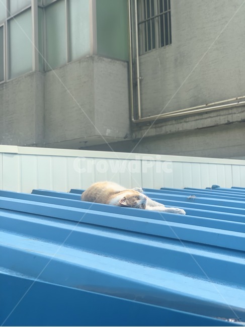 고양이,냥이,앉은고양이,생각하는고양이,알룩무늬고양이