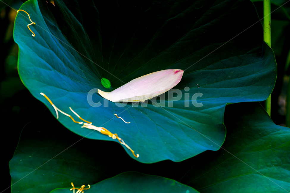 꽃잎,연잎,문양,무늬,꽃술,낙화,식물,자연,plants,nature