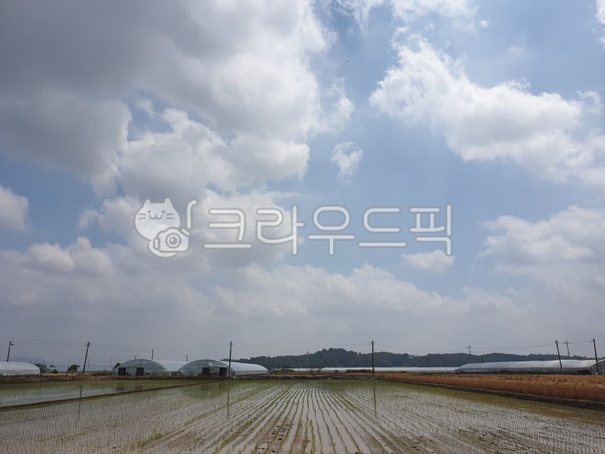 시골,풍경,농로,가을느낌,한국자연풍경,한국자연경관,마을,식물,나무,휴식,힐링,도로,nature,landscape,koreanaturelandscape,rural,towb,plants,trees,wood,rest,relaxation,healing,road,농작물,자연,논,밭,길,농촌,시골길,하늘,구름,농사,농업