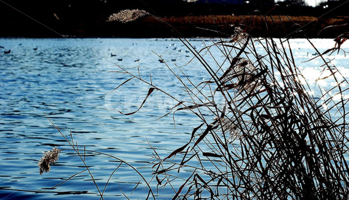 갈대,강,평화로움,고요함,자연,초겨울,자연,풍경,nature,landscape