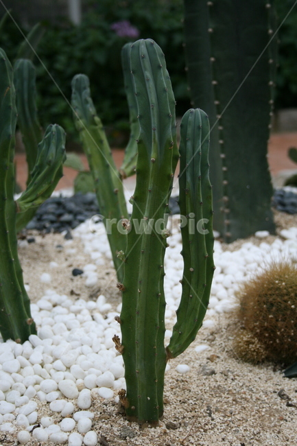온실,식물,선인장,plant,다육식물,식물,자연,plants,nature