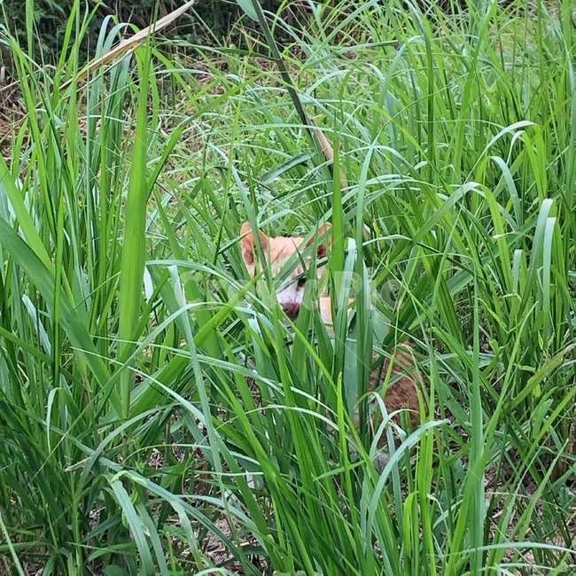고양이,아기고양이,길냥이,냥이,cat,kitten,kitty,동물,animal,야생생물,wildlife,포유류,mammal,vegetation,초목,plant,식물,grass,잔디,outdoors,옥외,bush,부시