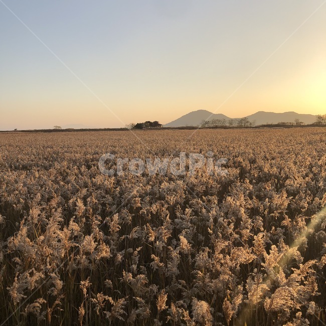 갈대,노을,순천,갈대밭,가을,석양,풍경,가을,계절,fall,autumn,season,자연,풍경,nature,landscape,한국자연풍경,한국자연경관,korea nature landscape