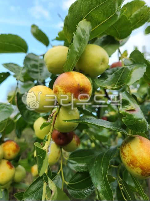 대추,사과대추,가울,과일,대추농장,음식