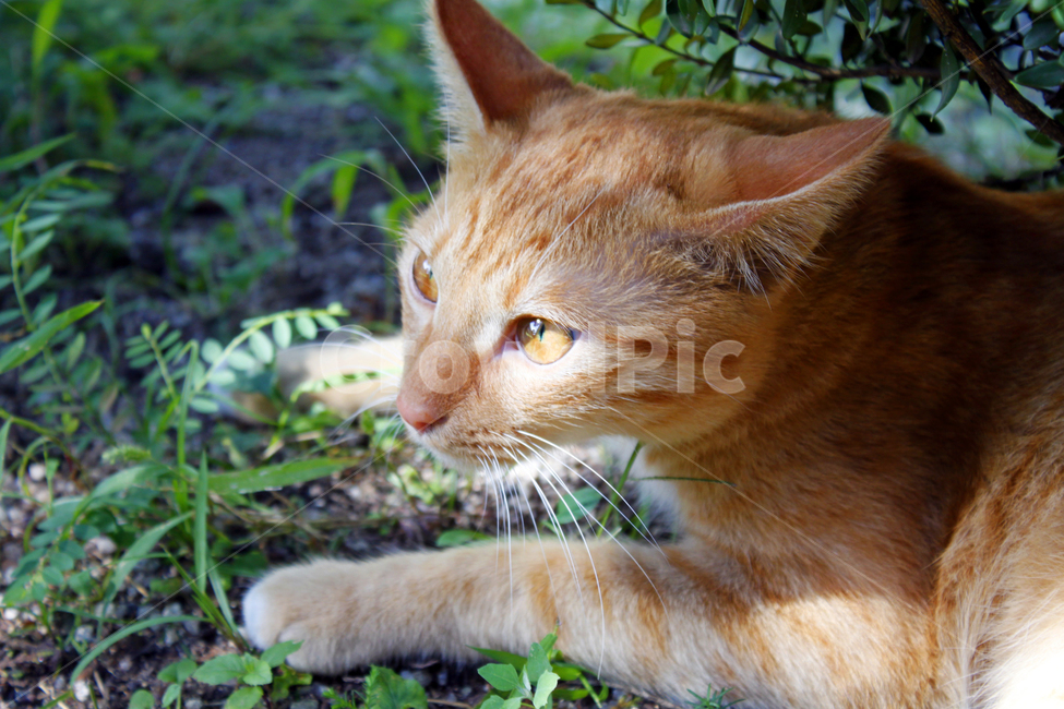 고양이,동물,야외,자연,closeup,kitty,길고양이,pet,애완동물,abyssinian
