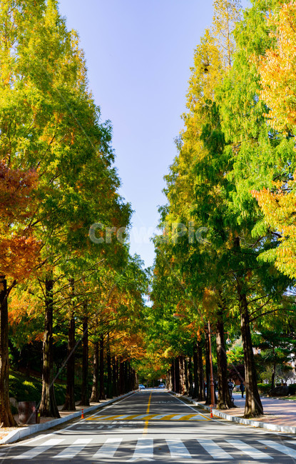 가로수,산책길,가을,푸른하늘,가로수길,자연,풍경,nature,landscape,tree,나무,plant,식물