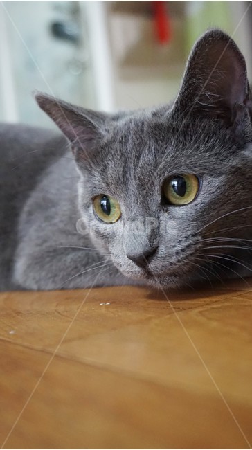 러시안블루,고양이,고양이눈,고양이얼굴,반려묘,동물,animal,포유류,mammal,고양이,cat,kitten,kitty