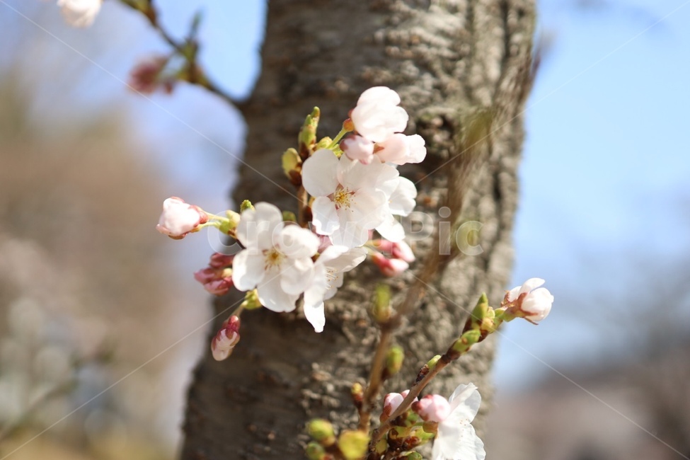 봄,벚꽃,나무,새싹,식물,봄,계절,spring,season,식물,자연,plants,nature,꽃,flower,plant,cherry blossom,blossom