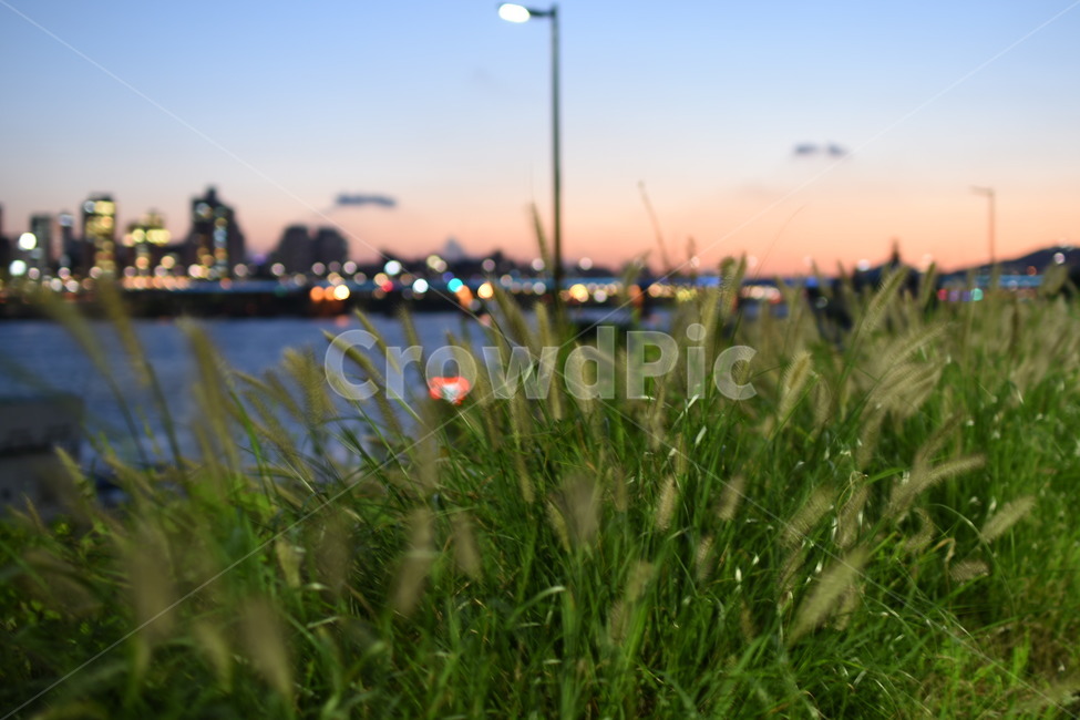 한강,수수,강아지풀,야경,서울야경,한강야경,뚝섬,야경,밤,풍경,nightscape,night,landscape,식물,자연,plants,nature,plant,grass,잔디