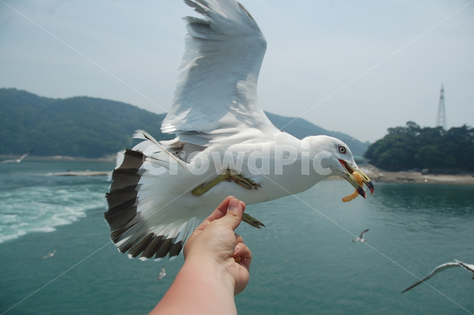 갈매기,바다,사냥,비상,날개,동물,animal,조류,새,birds,신체일부,몸,body