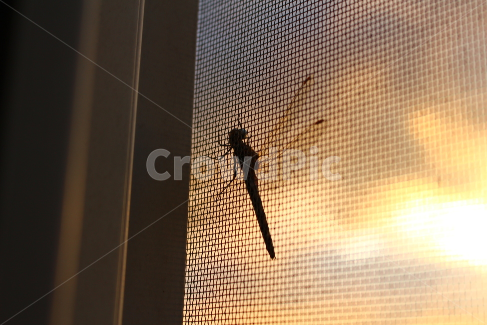잠자리,노을,방충망,감성,구름,동물,animal,곤충,벌레,insect,bug