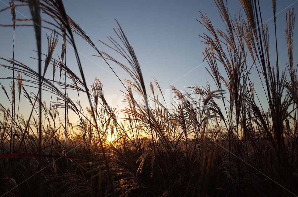 억새,노을,갈대,하늘,가을,가을,계절,fall,autumn,season,식물,자연,plants,nature,grass,잔디,plant