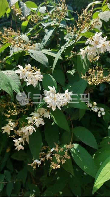 petal,Hydrangea,Malbaldori,Malbaldori genus,leaf,flower