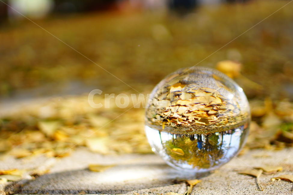 곡교천,은행잎,은행,가을,유리구슬,가을,계절,fall,autumn,season,sphere,구체