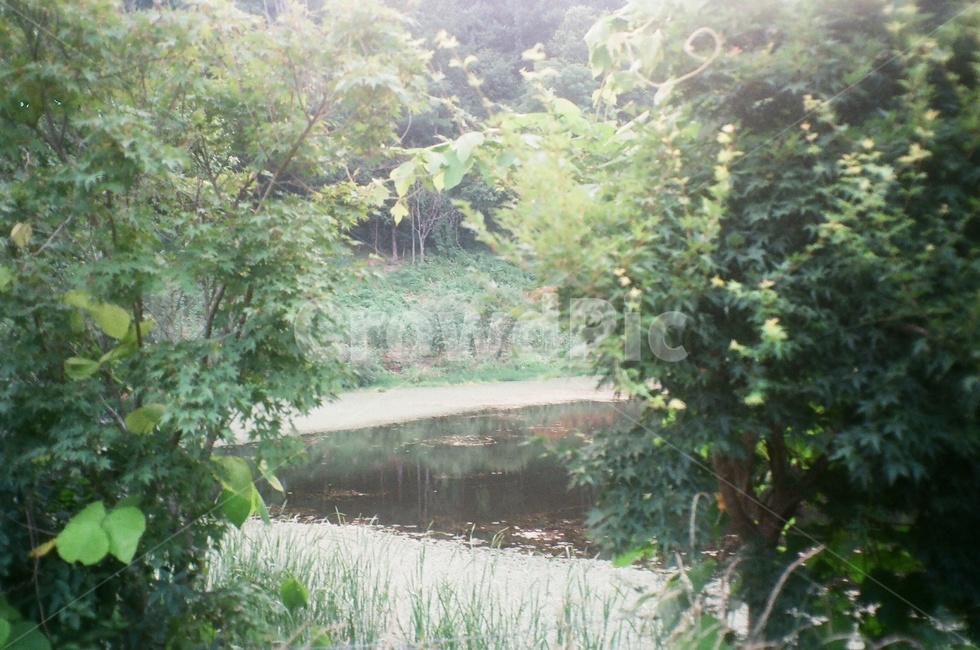 저수지,자연,식물,풍경,초록,시골,시골풍경,상쾌함,힐링,휴식,여름,summer,green,nature,countryside,자연,풍경,nature,landscape,휴식,힐링,rest,relaxation,healing,outdoors,옥외