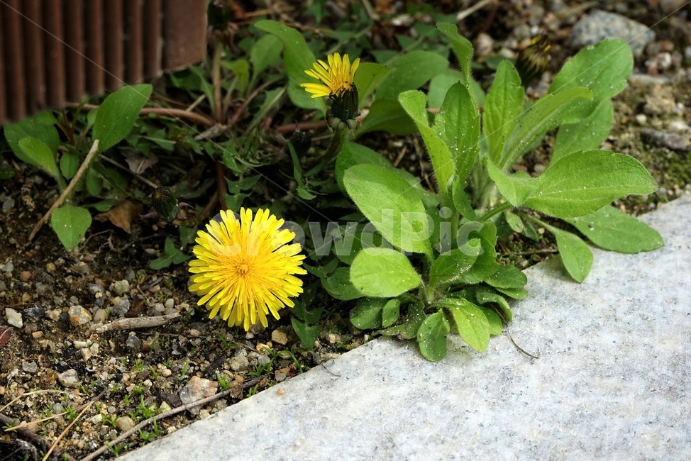 민들레,봄,노랑,식물,자연,꽃,plant,flower,nature,yellow,beautiful,식물,자연,plants,nature,꽃,flower