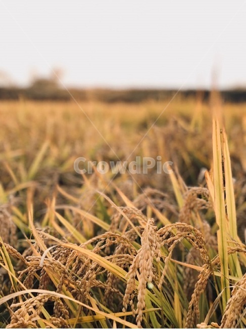 가을,벼,수확,추수,가을들판,가을,계절,fall,autumn,season,식물,자연,plants,nature,곡류,곡식,cereals,산업,industry,industrial,농업,농사,agriculture,farming,farming industry,field,들,plant