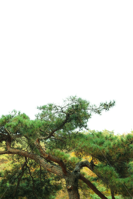 소나무,나무,식물,자연,침엽수,초록,나뭇가지,고목,식물,자연,plants,nature,나무,trees,wood