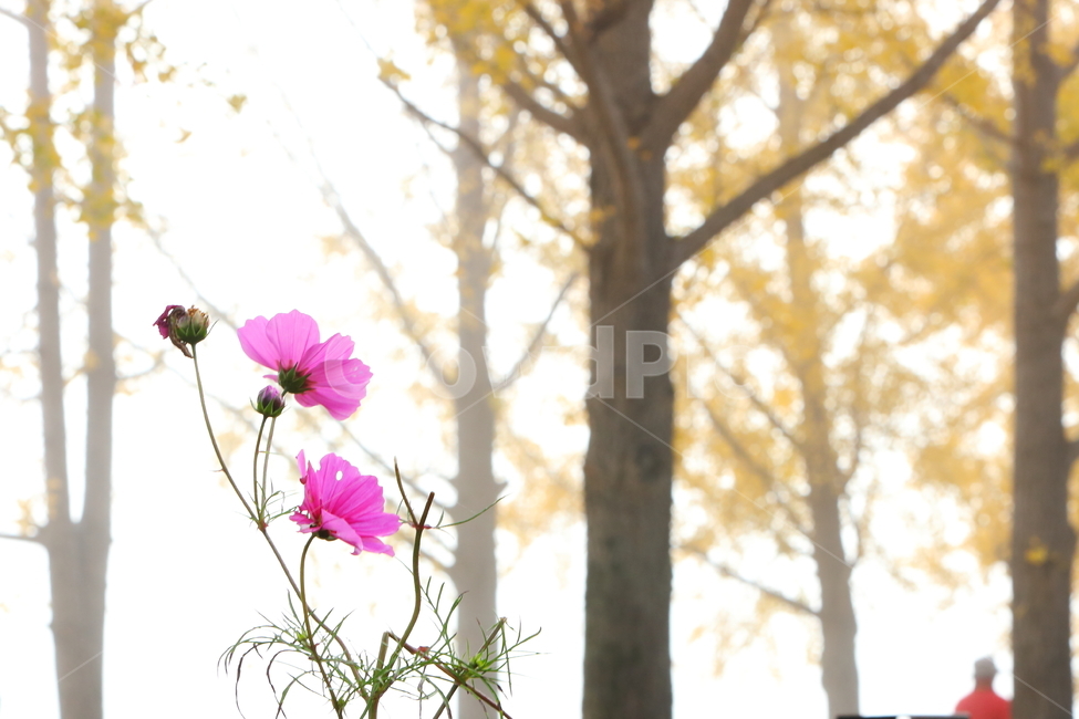 plant,식물,flower,코스모스,은행,문광