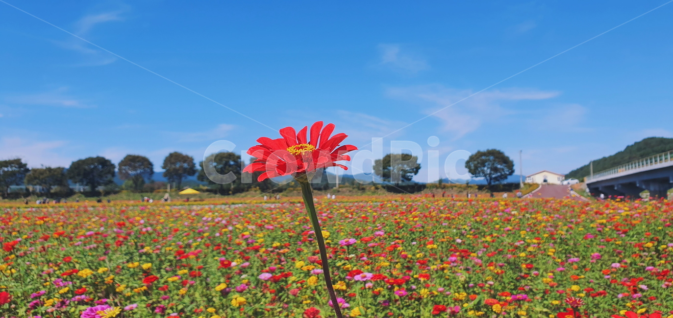 plant,식물,blossom,꽃잎,꽃,flower,petal