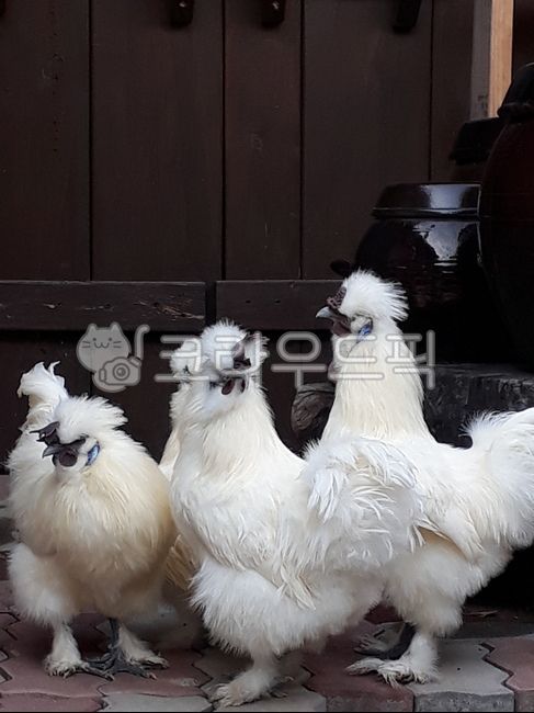 백봉오골계,닭,숯탉,새,chicken