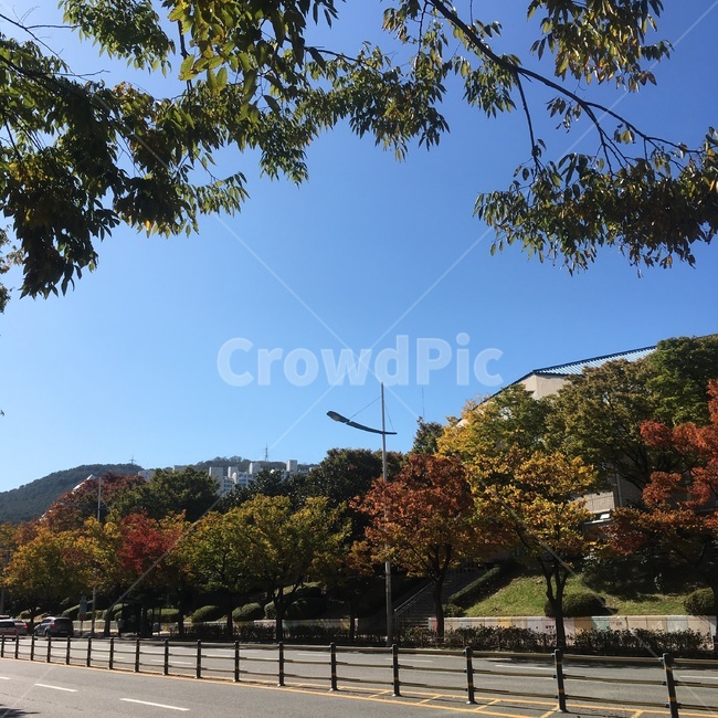 road,도로,단풍,가을,하늘,fall,autumn,maple,mapletree,단풍나무