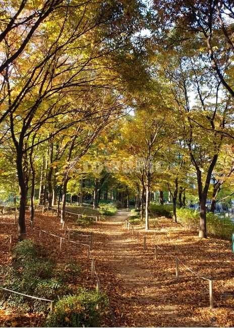 숲,산책,가을,햇살,낙엽,산책로,yellow,힐링,가을,계절,fall,autumn,season,plant,식물,tree,나무,vegetation,초목,woodland,삼림지,forest,land,땅,outdoors,옥외,nature,자연,grove,작은 숲,ground,바닥,tree trunk,나무 줄기