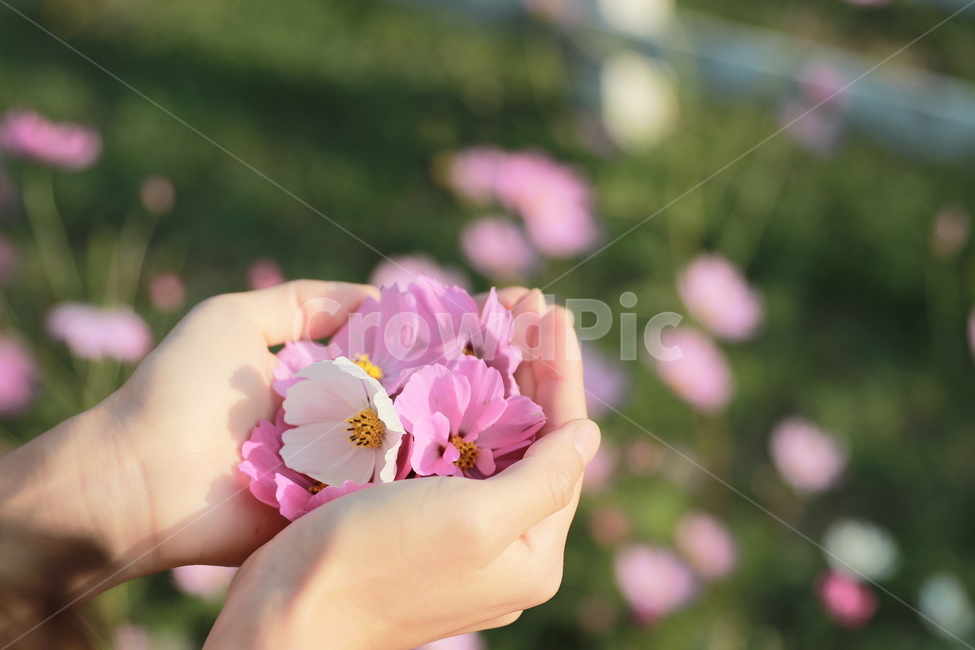코스모스,여자손,꽃,보케,가을,플레어,빛,가을,계절,fall,autumn,season,꽃,flower,plant,식물