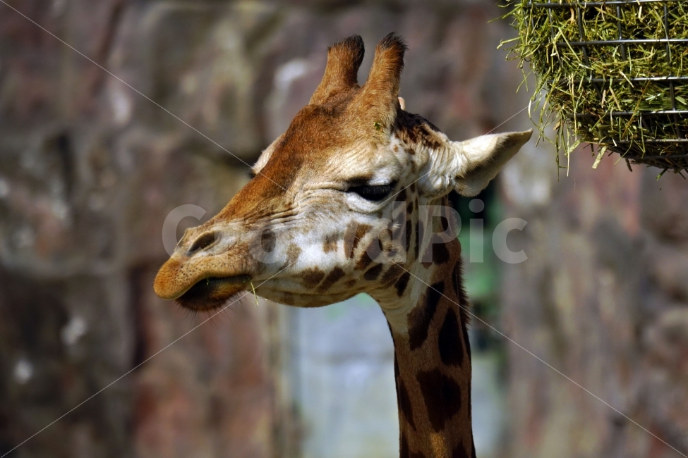 기린,동물,자연,animal,giraffe,snap,snapshot,스냅,스냅사진,스넵,스넵사진,동물원,공원,park,zoo,풍경,landscape,nature,동물,animal,포유류,mammal