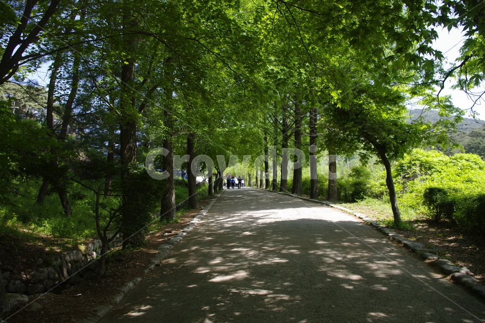 길,은행나무,초록,나무,잎,식물,plant,계절,봄,spring,여름,계절,summer,season,자연,풍경,nature,landscape,outdoors,옥외,grass,잔디,vegetation,초목