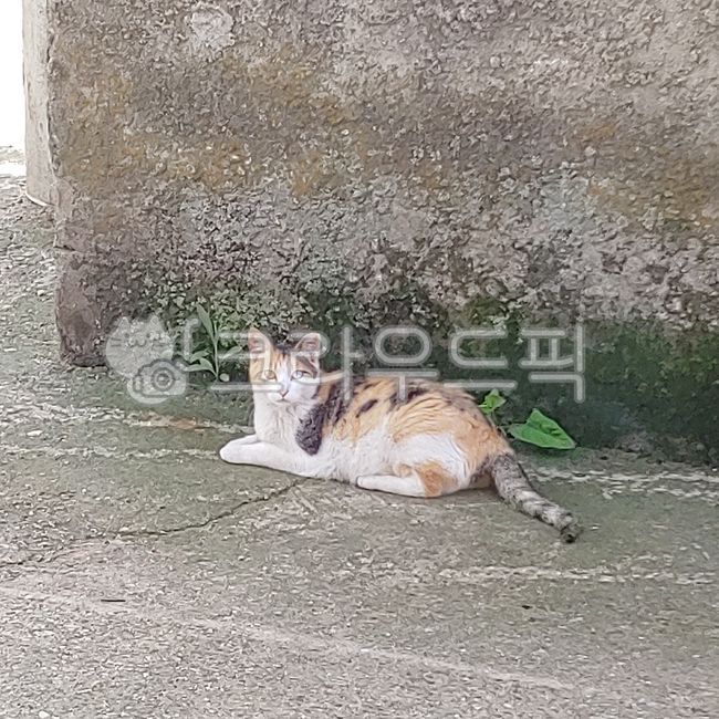 고양이,길고양이,오드아이,오드아이고양이,삼색이,코리안숏헤어,koreanshorthair,도둑고양이,반려묘,반려동물,동물