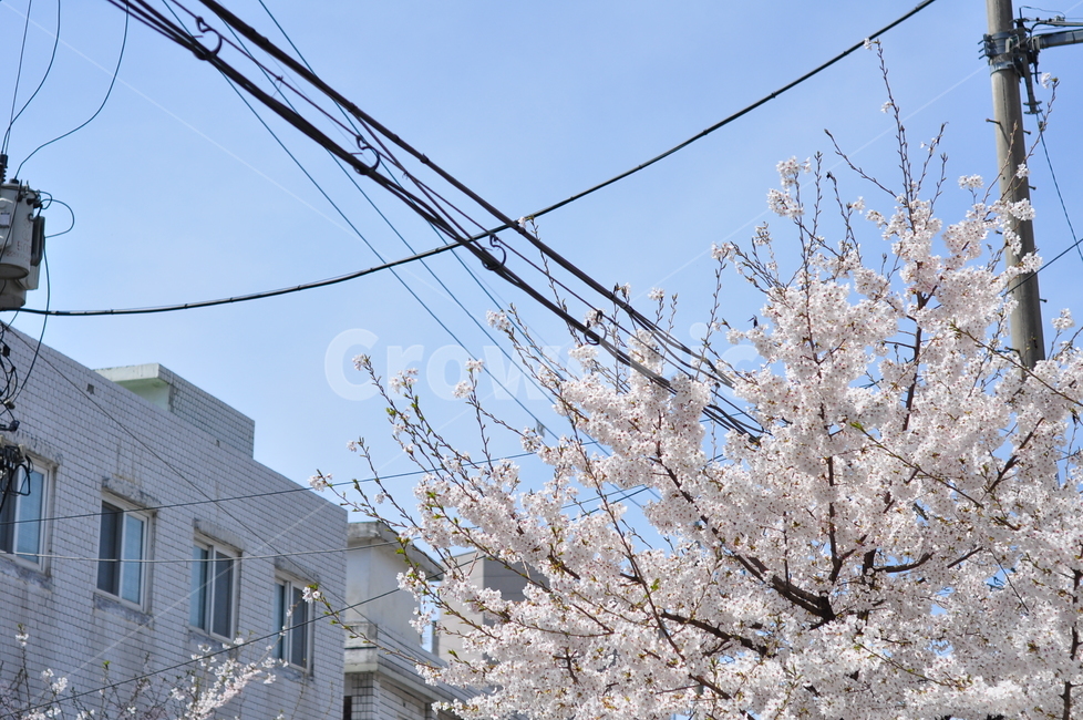 봄,벚꽃,벚꽃나무,계절,나무,가지,벚꽃잎,봄,계절,spring,season,plant,식물