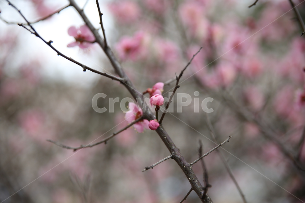 봄,매화,분홍,아름다움,꽃봉오리,봄,계절,spring,season,식물,자연,plants,nature,꽃,flower,plant
