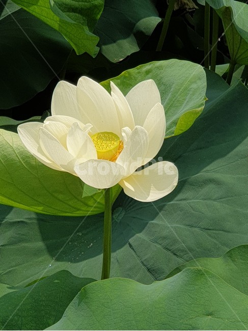 백련,흰연꽃,연꽃,여름야생화,수생식물